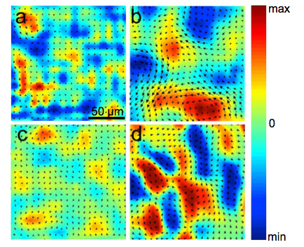 Vortex structure in collective bacterial flow